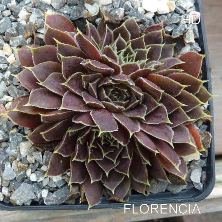 Florencia / Jovi