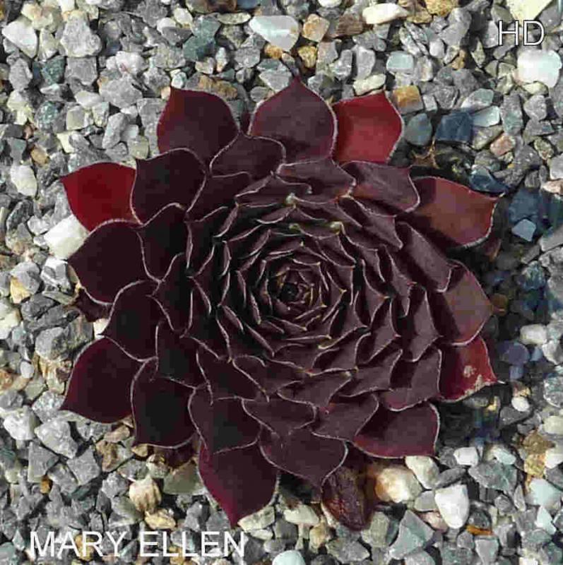 Mary-Ellen / Jovi
