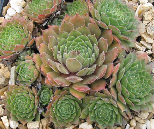 Marjorie Newton