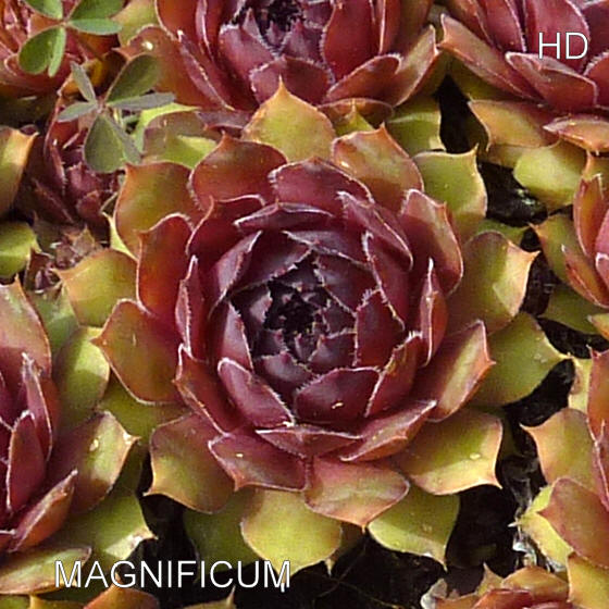 Magnificum