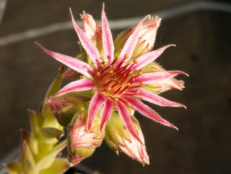 Meelah