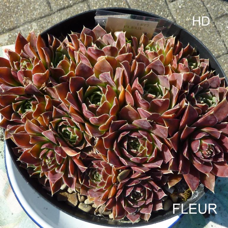 Fleur / Jovi