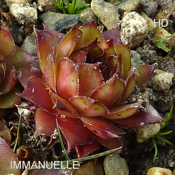 Immanuelle