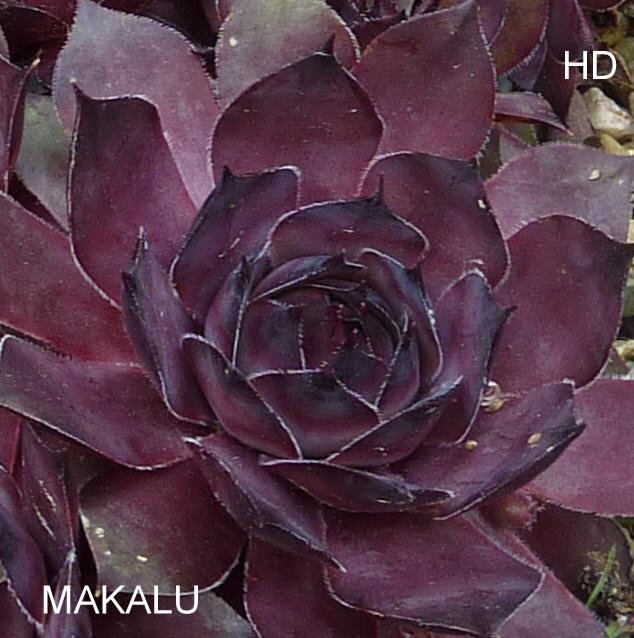 Makalu