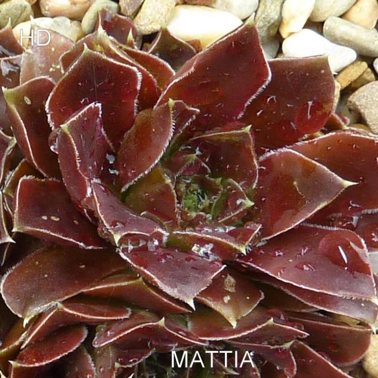 Mattia / Jovi