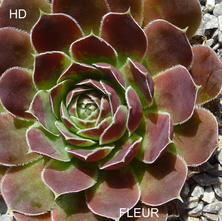 Fleur / Jovi