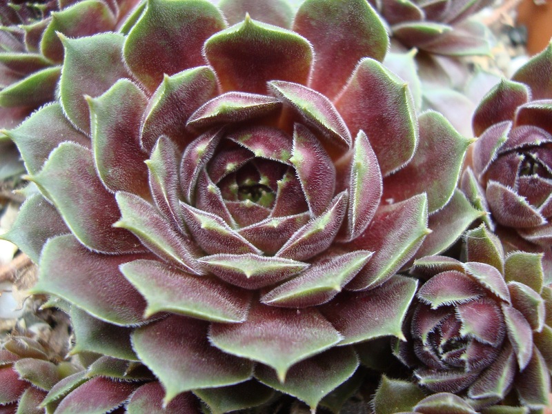 Meelah