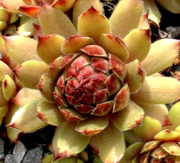 Melchiora