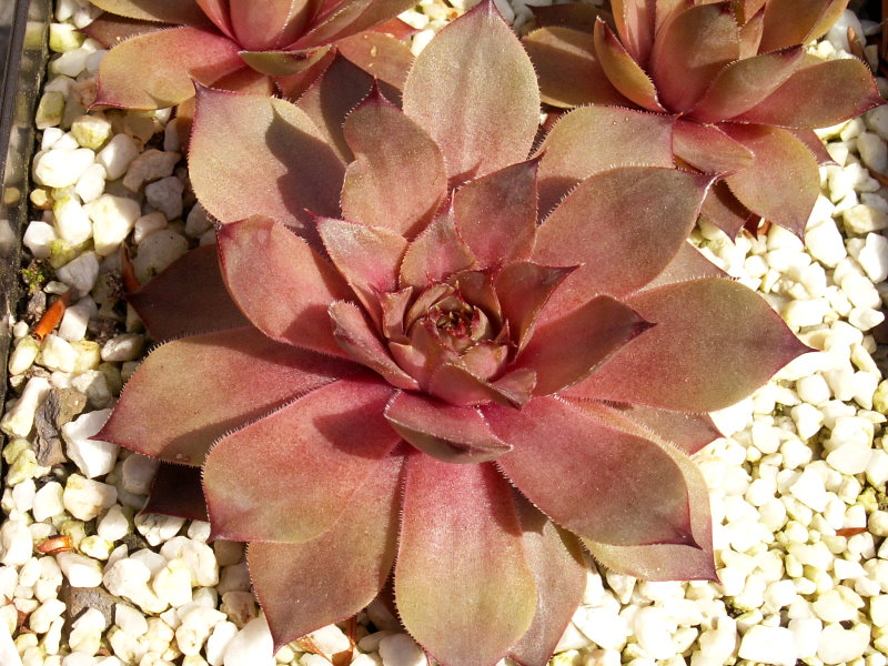 Marsala