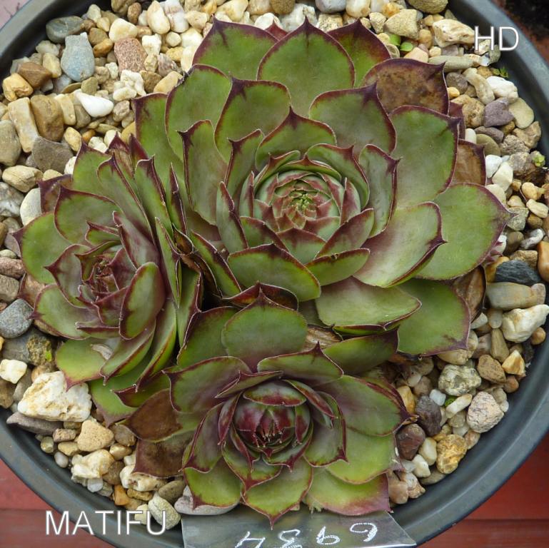 Matifu