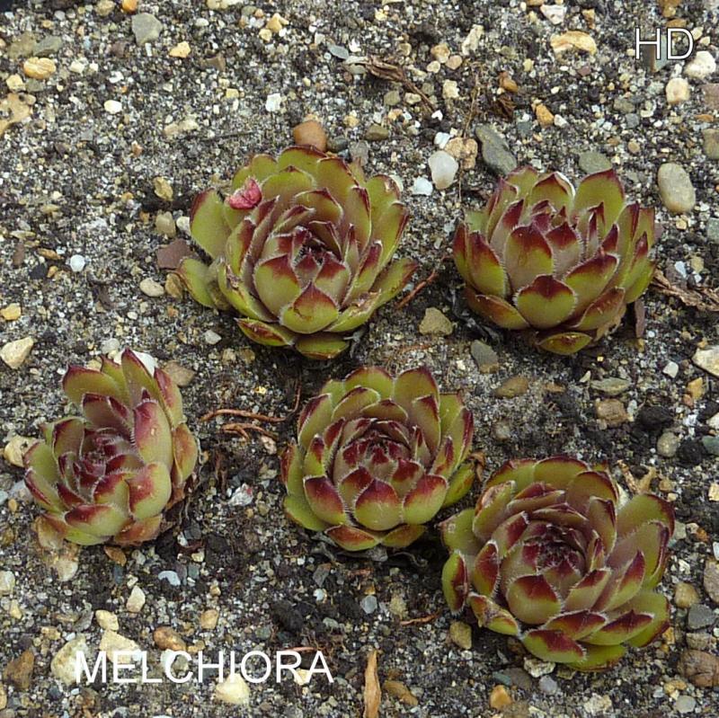 Melchiora