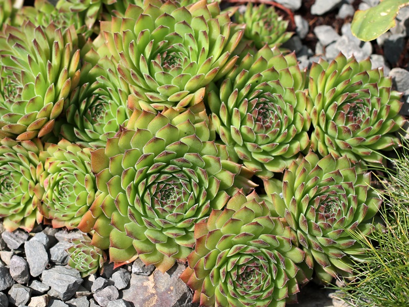Feuerstein