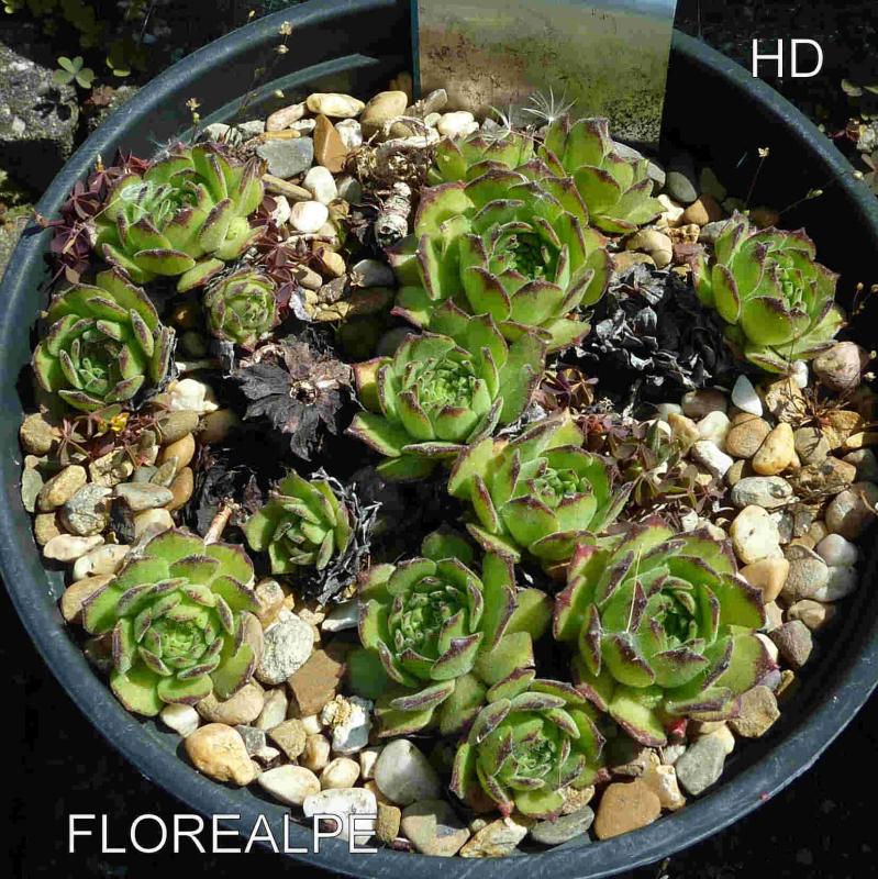 Florealpe