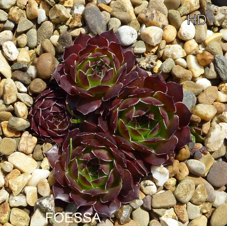 Foessa / Jovi