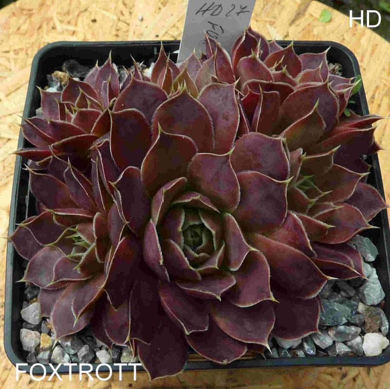 Foxtrott / Jovi