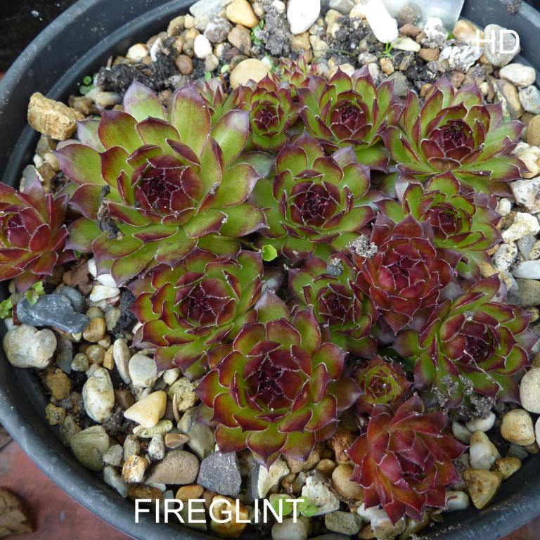 Fireglint