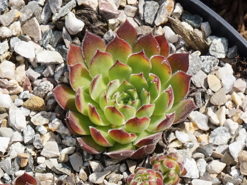Flavia