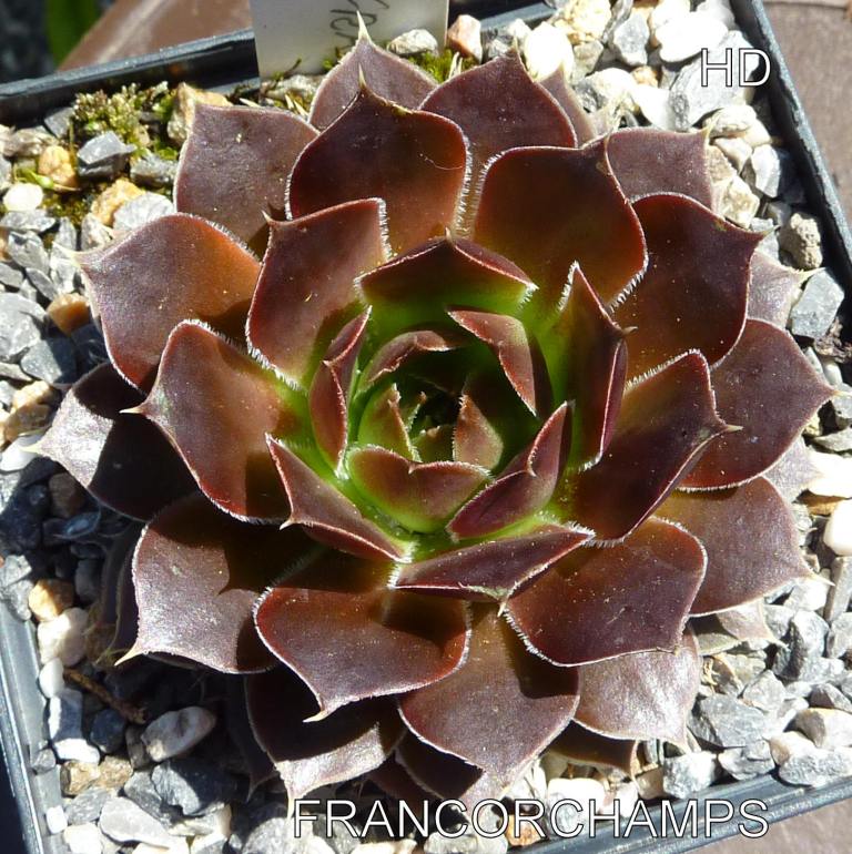 Francorchamps / Jovi