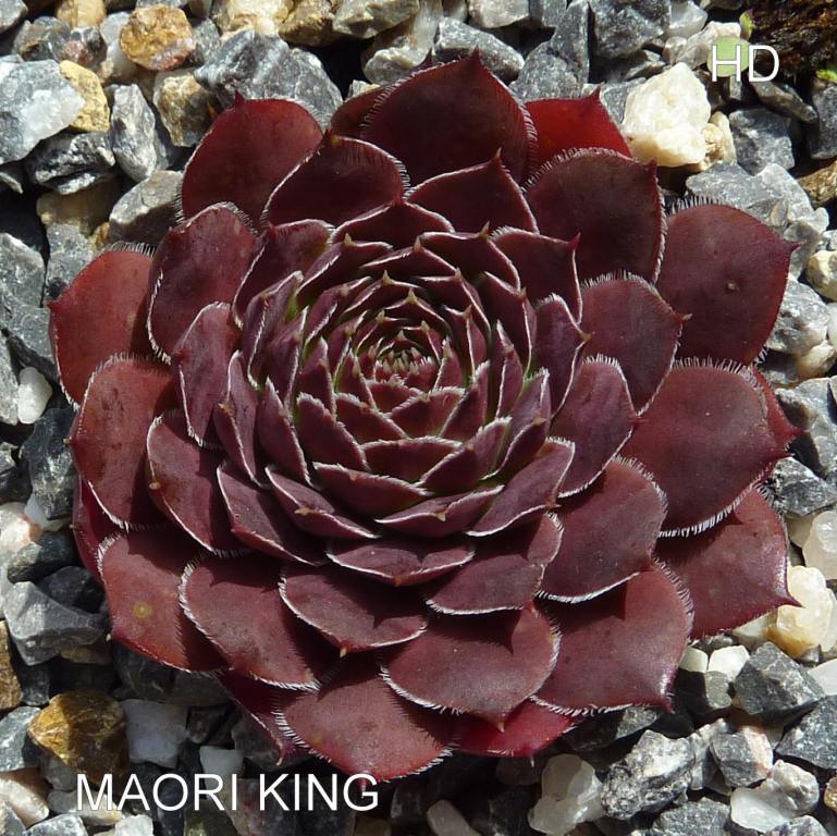 Maori King / Jovi
