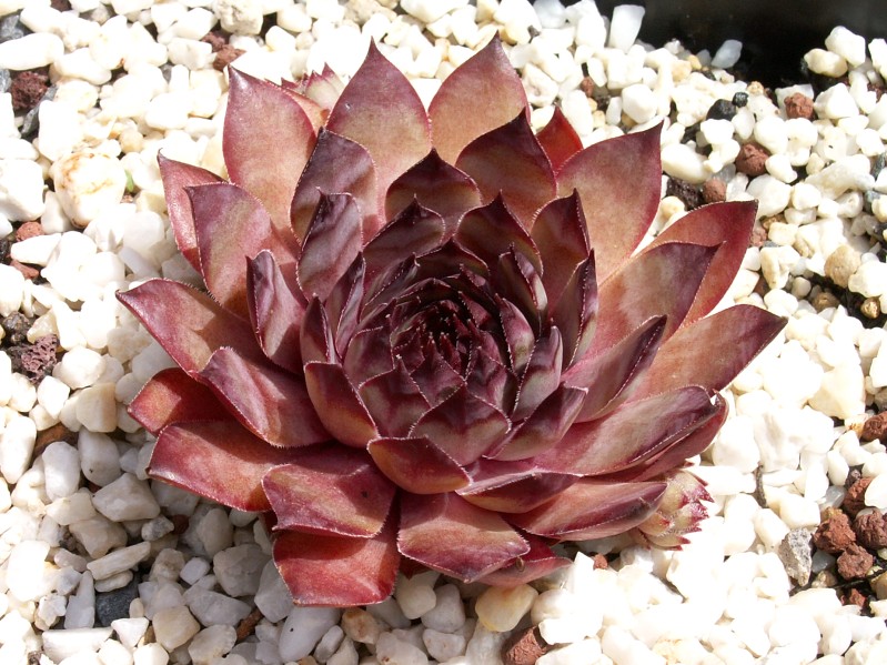 Flaming Heart