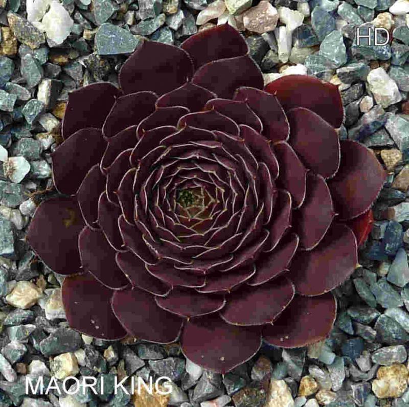 Maori King / Jovi