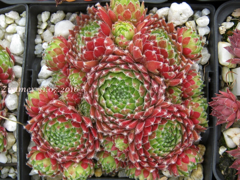 Firefly