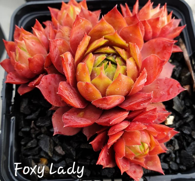 Foxy Lady