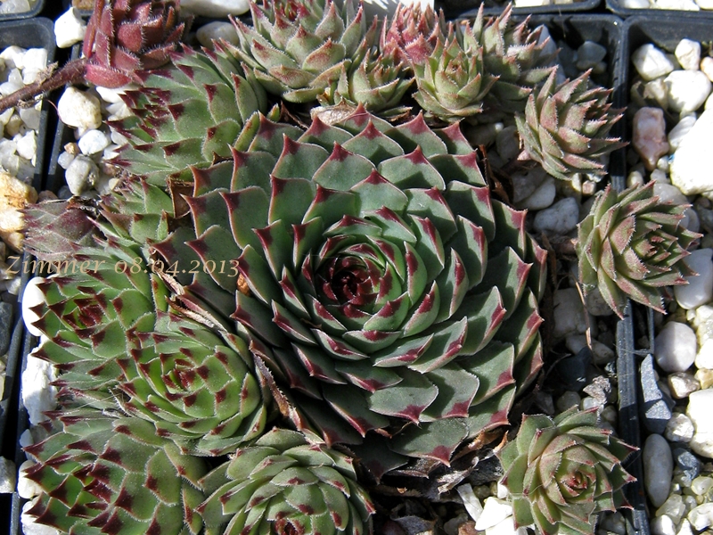 Flinta