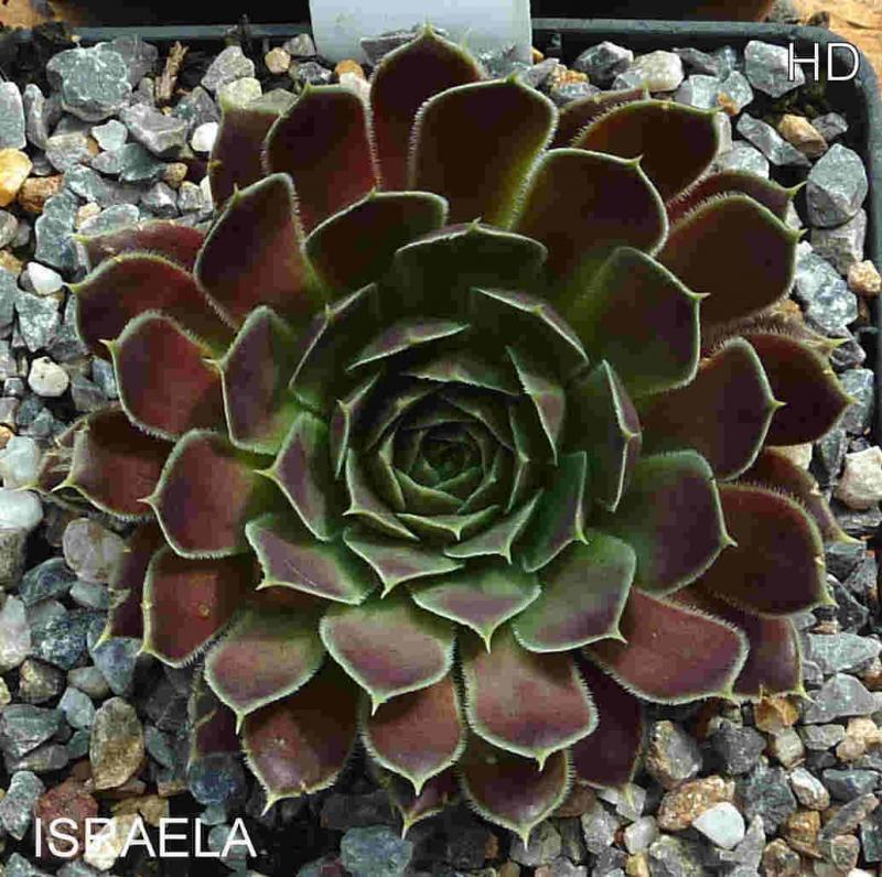 Israela / Jovi