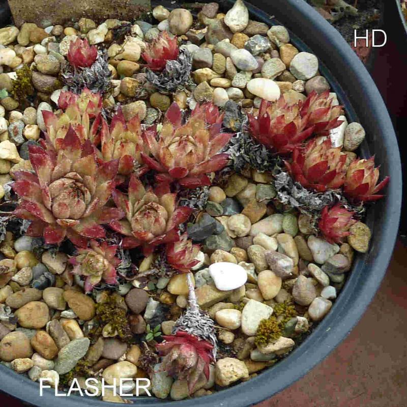 Flasher