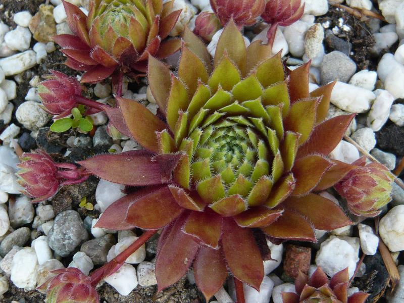 Heigham Red