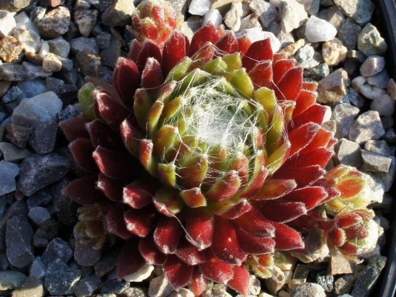 Havendijks Beauty