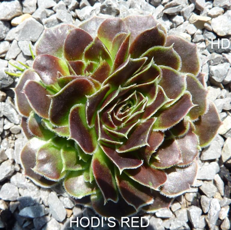 Hodi's Red / Jovi