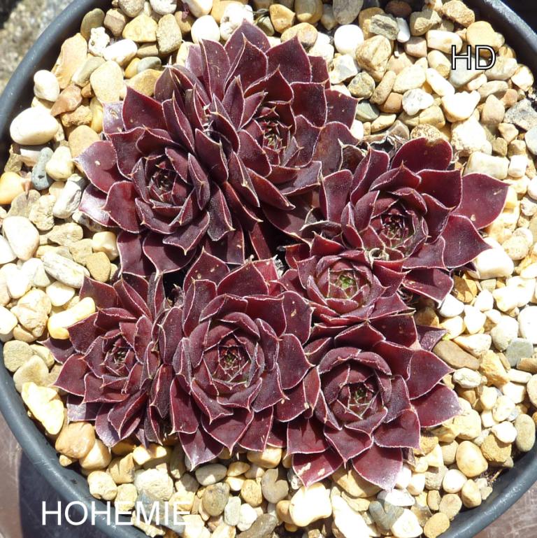 Hohemie / Jovi
