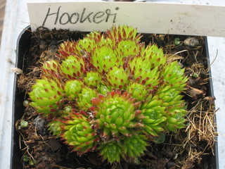 Hookeri