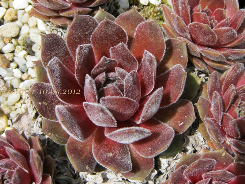 Ohio Burgundy