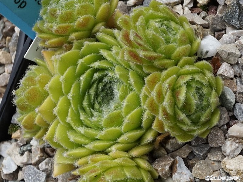 Havendijks Raindrop