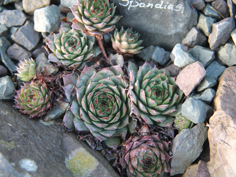 Spondias