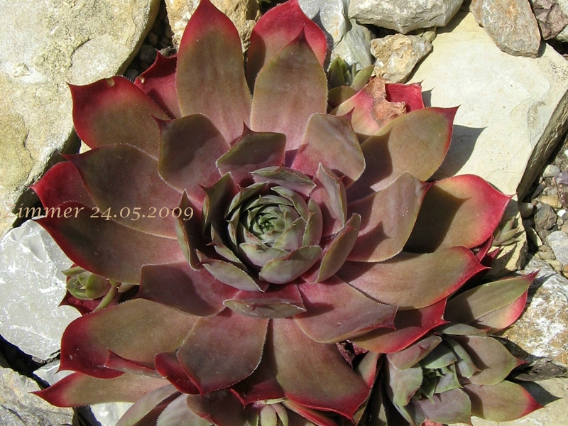 Giganteum