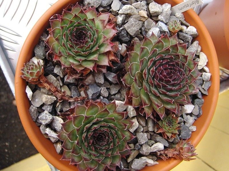 Gloriosum
