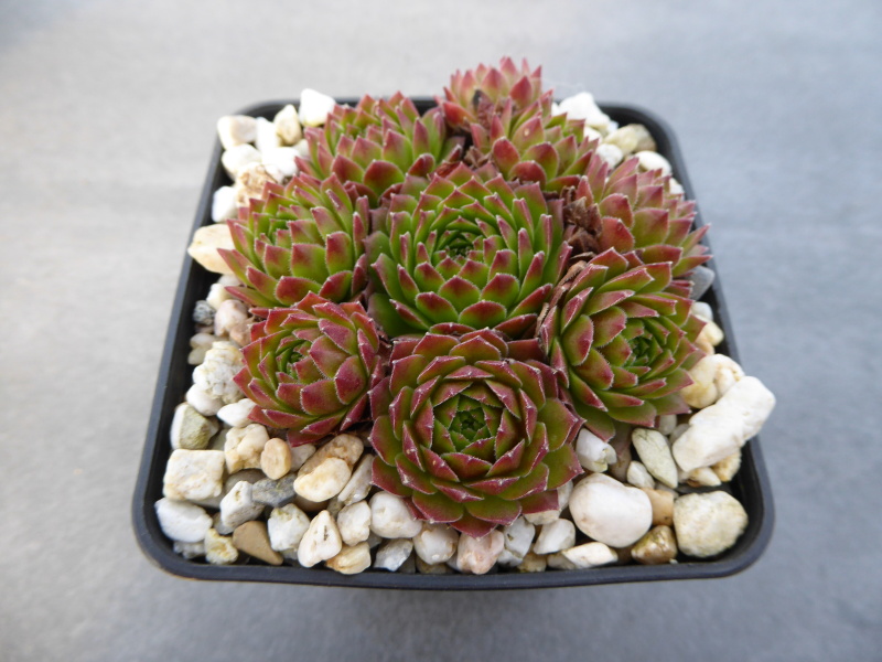 Gloriosum