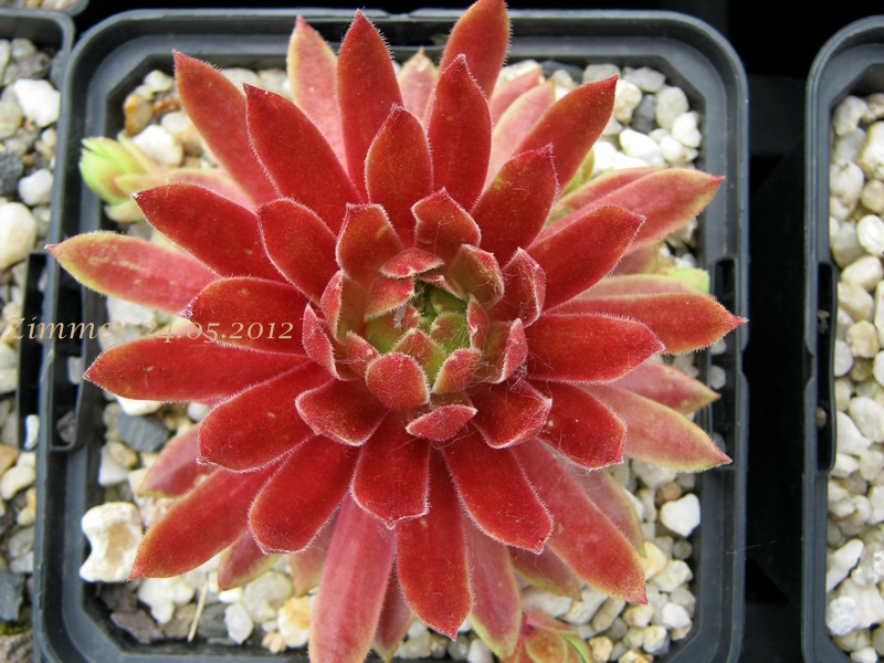 Gloriosum