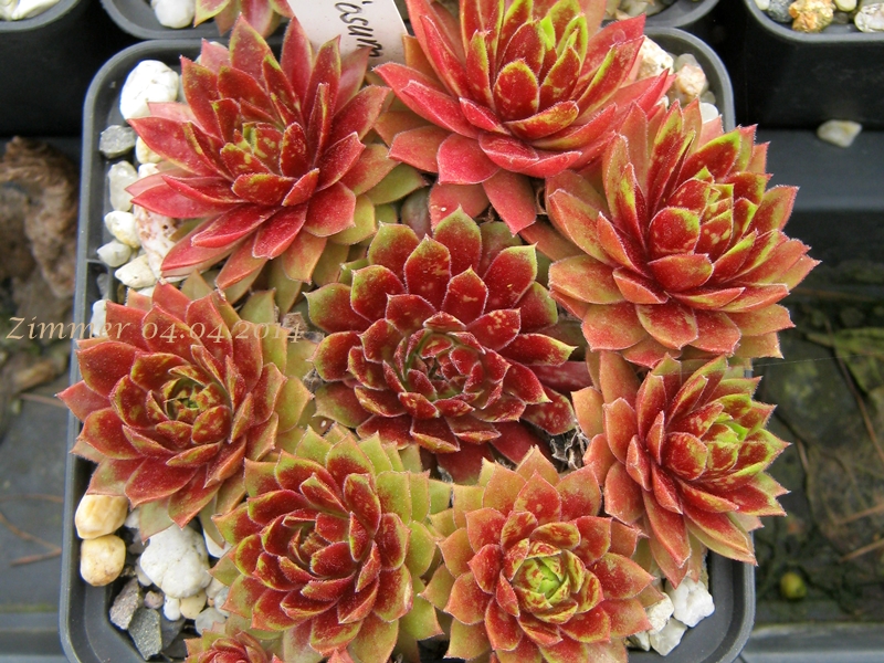 Gloriosum