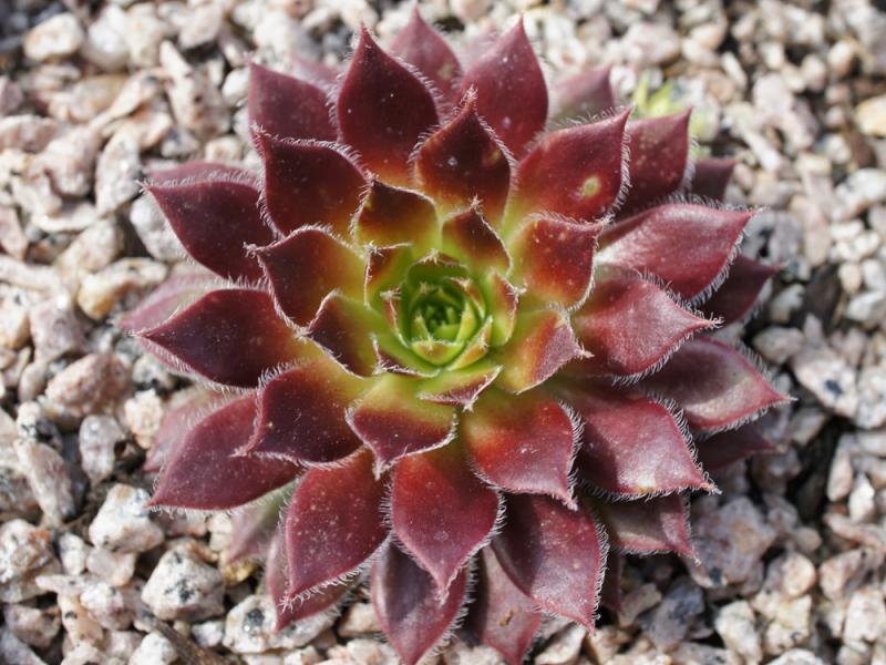 Eusebia