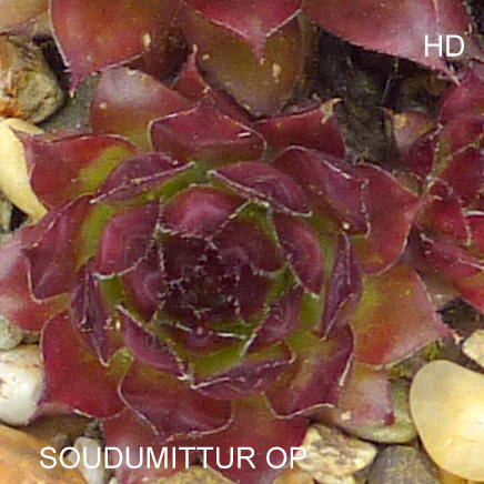 Soudumittur Op