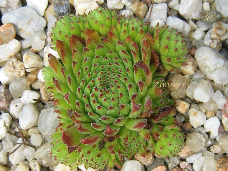 Sea Urchin