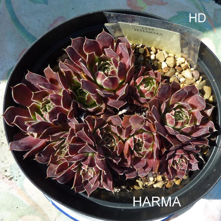 Harma / Jovi