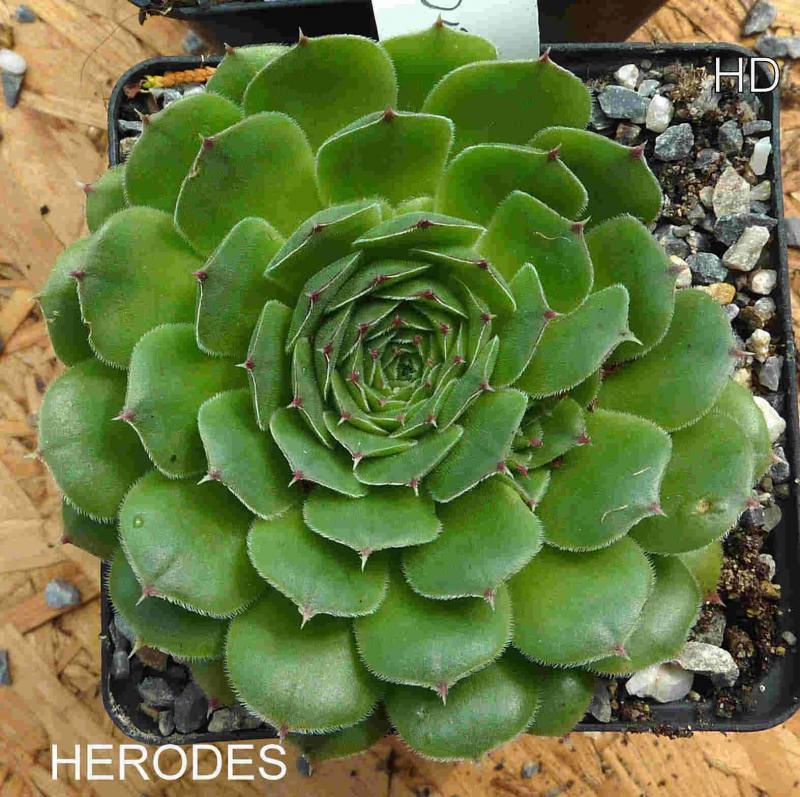 Herodes / Jovi