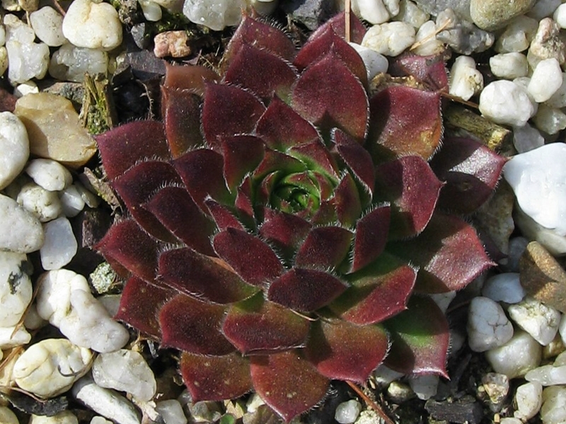Suleika