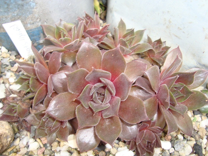 Sanford's Hybrid